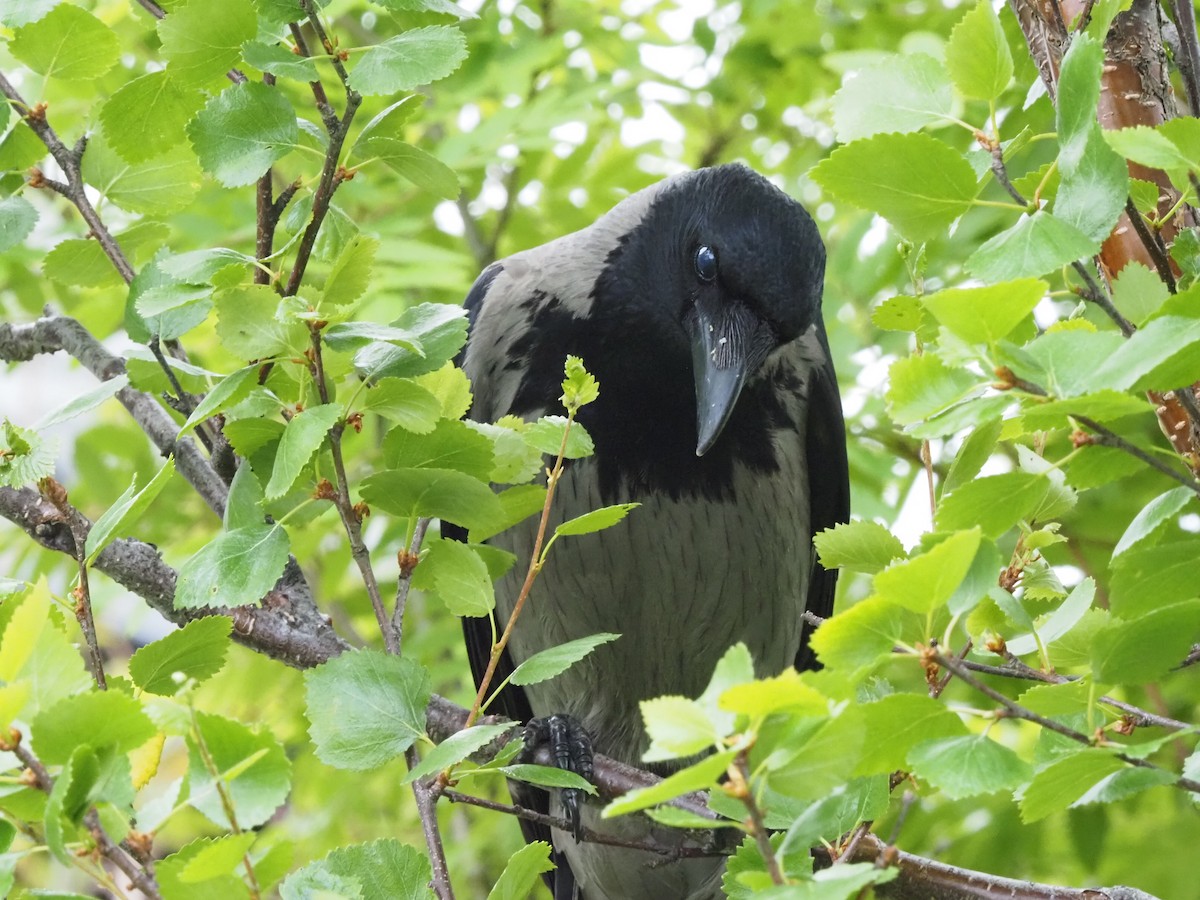 Hooded Crow - ML638622393