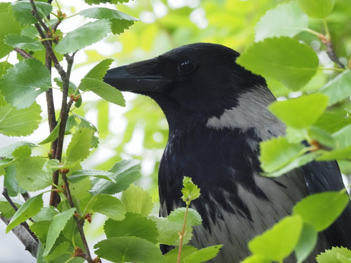 Hooded Crow - ML638622394