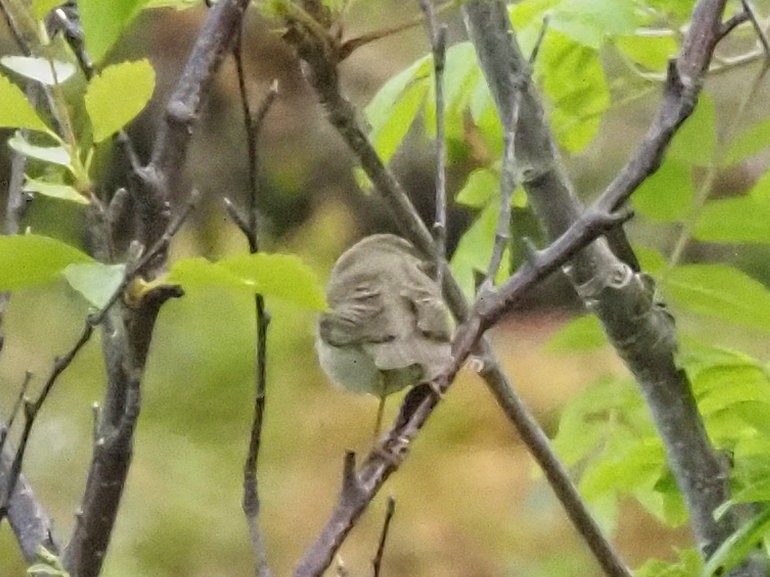 European Pied Flycatcher - ML638622395