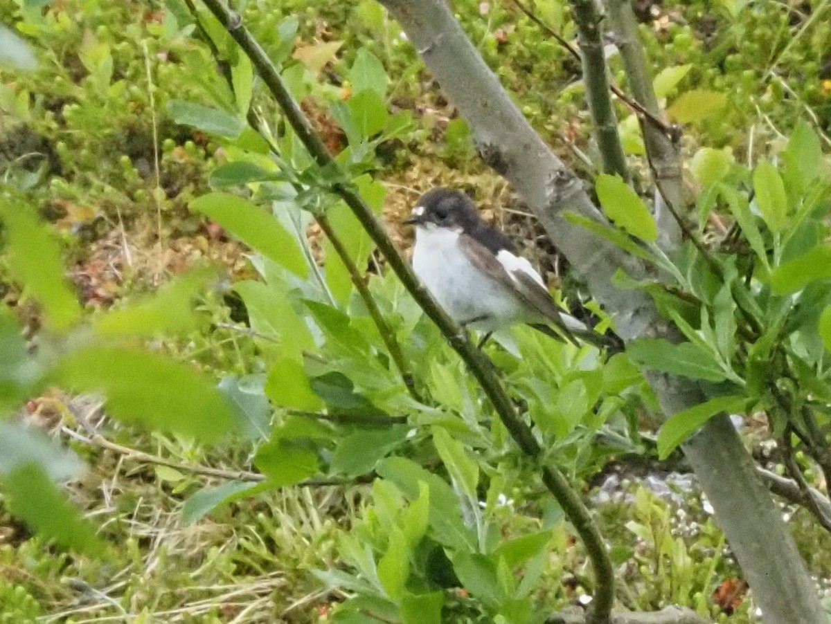 European Pied Flycatcher - ML638622396