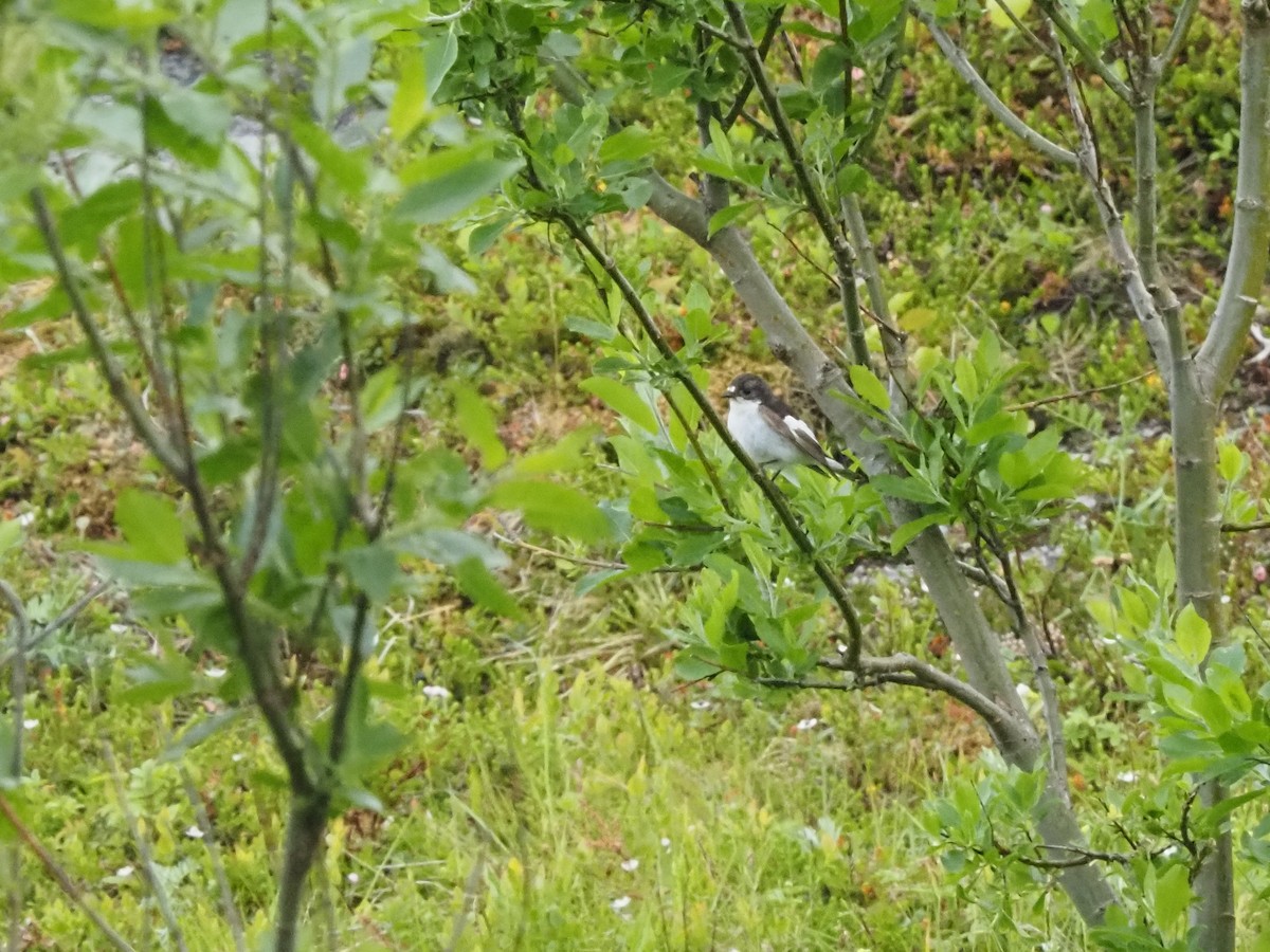 European Pied Flycatcher - ML638622397