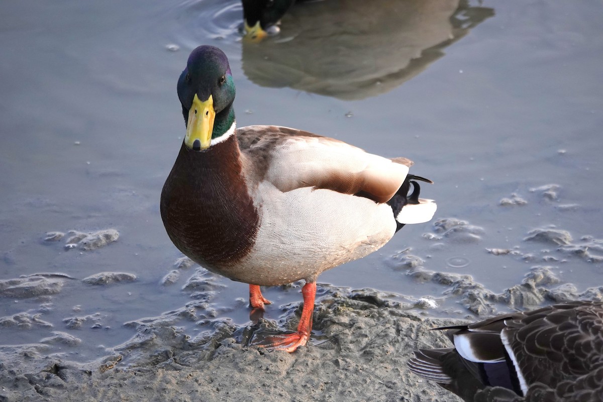 Mallard - ML638622398