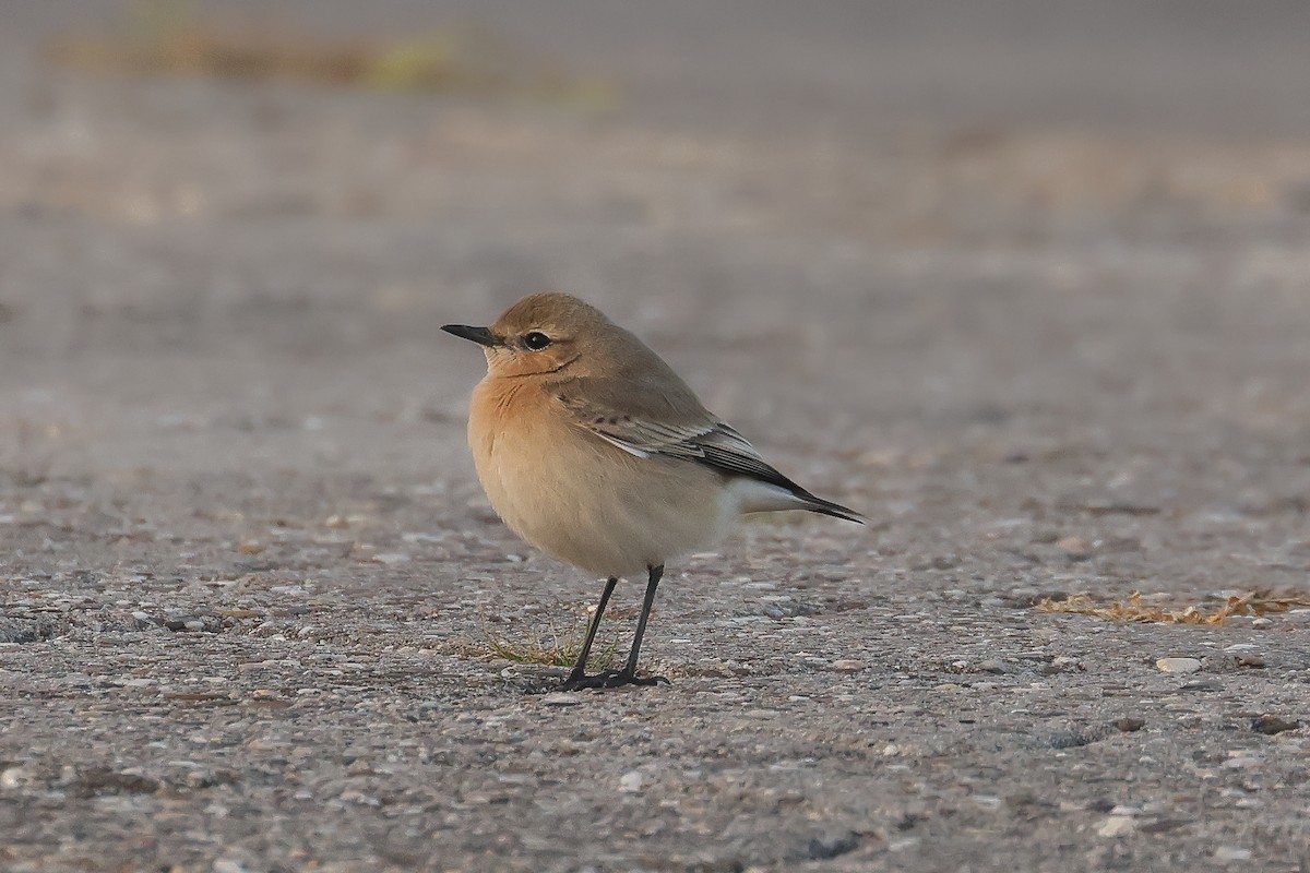 Isabelline Wheatear - ML638622399