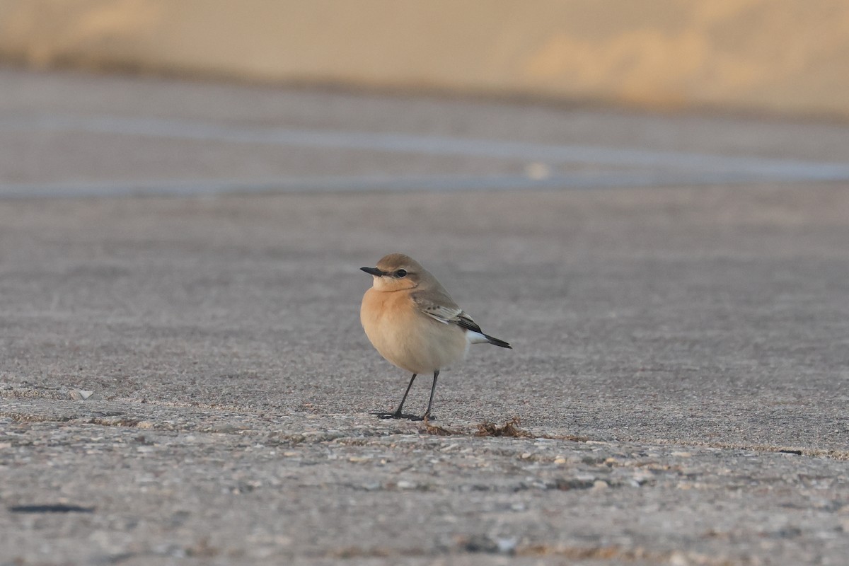 Isabelline Wheatear - ML638622400