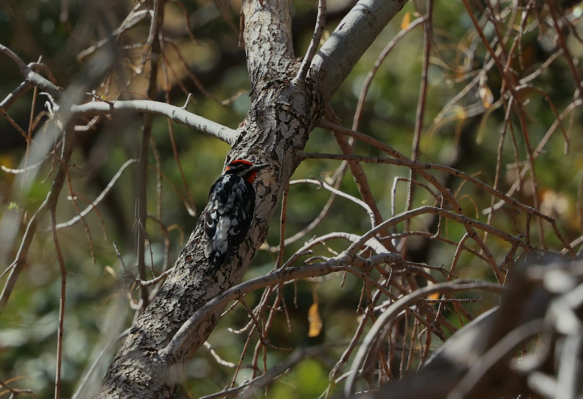Red-naped Sapsucker - ML638622402