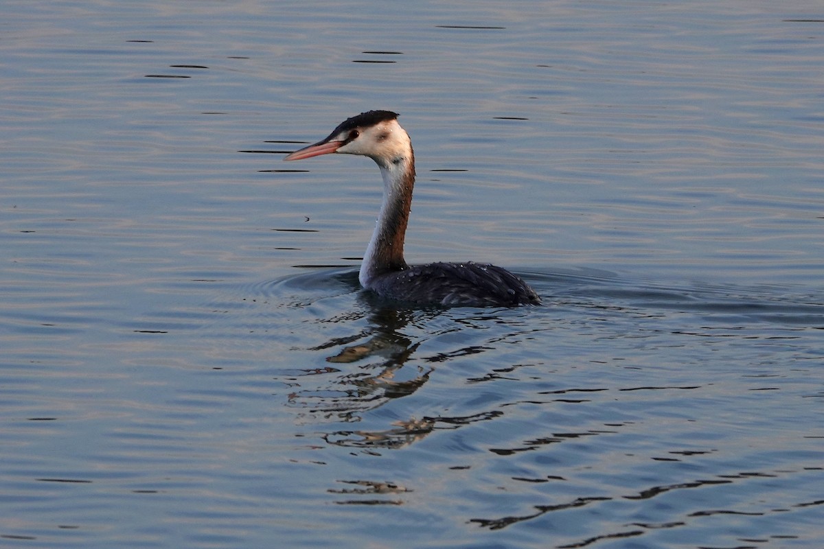 Great Crested Grebe - ML638622404
