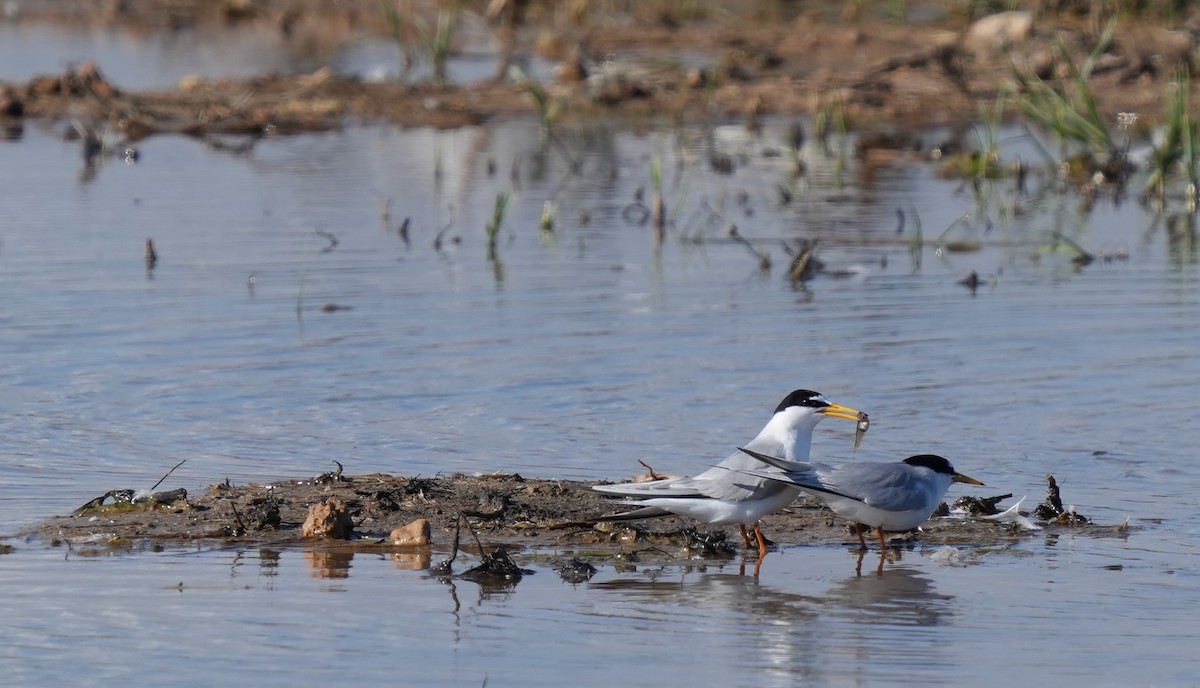 Little Tern - ML638622406