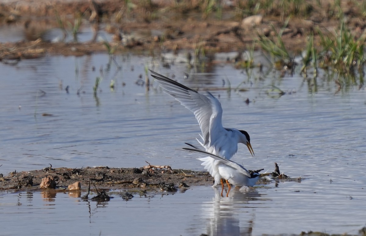 Little Tern - ML638622407