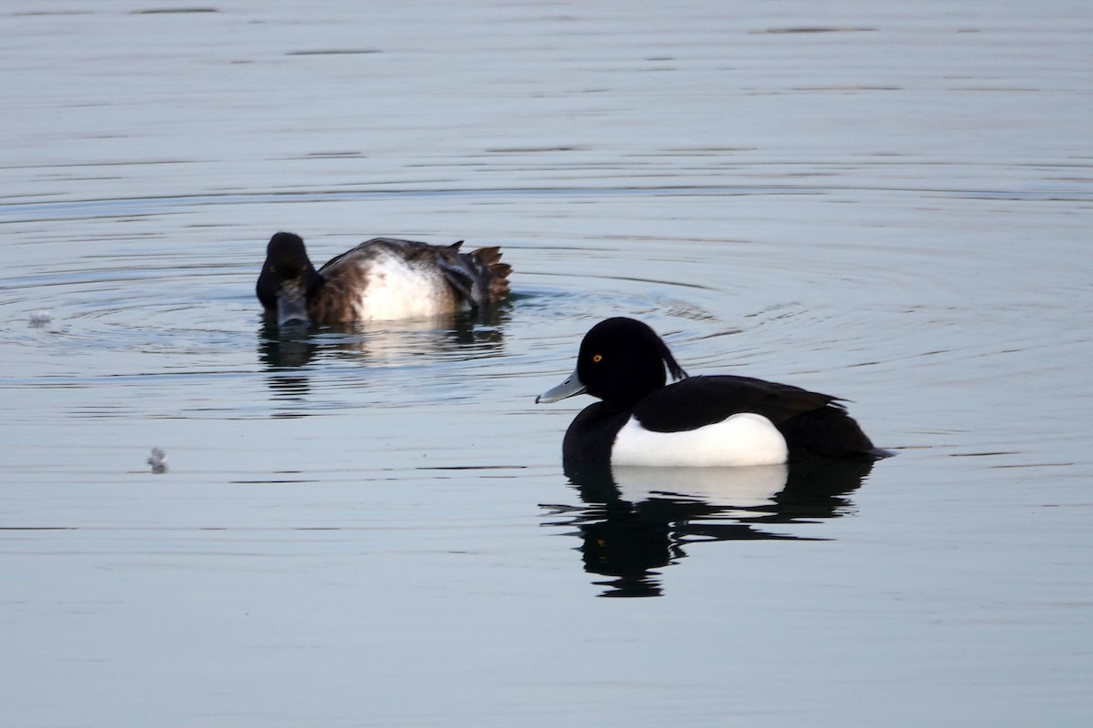 Tufted Duck - ML638622408