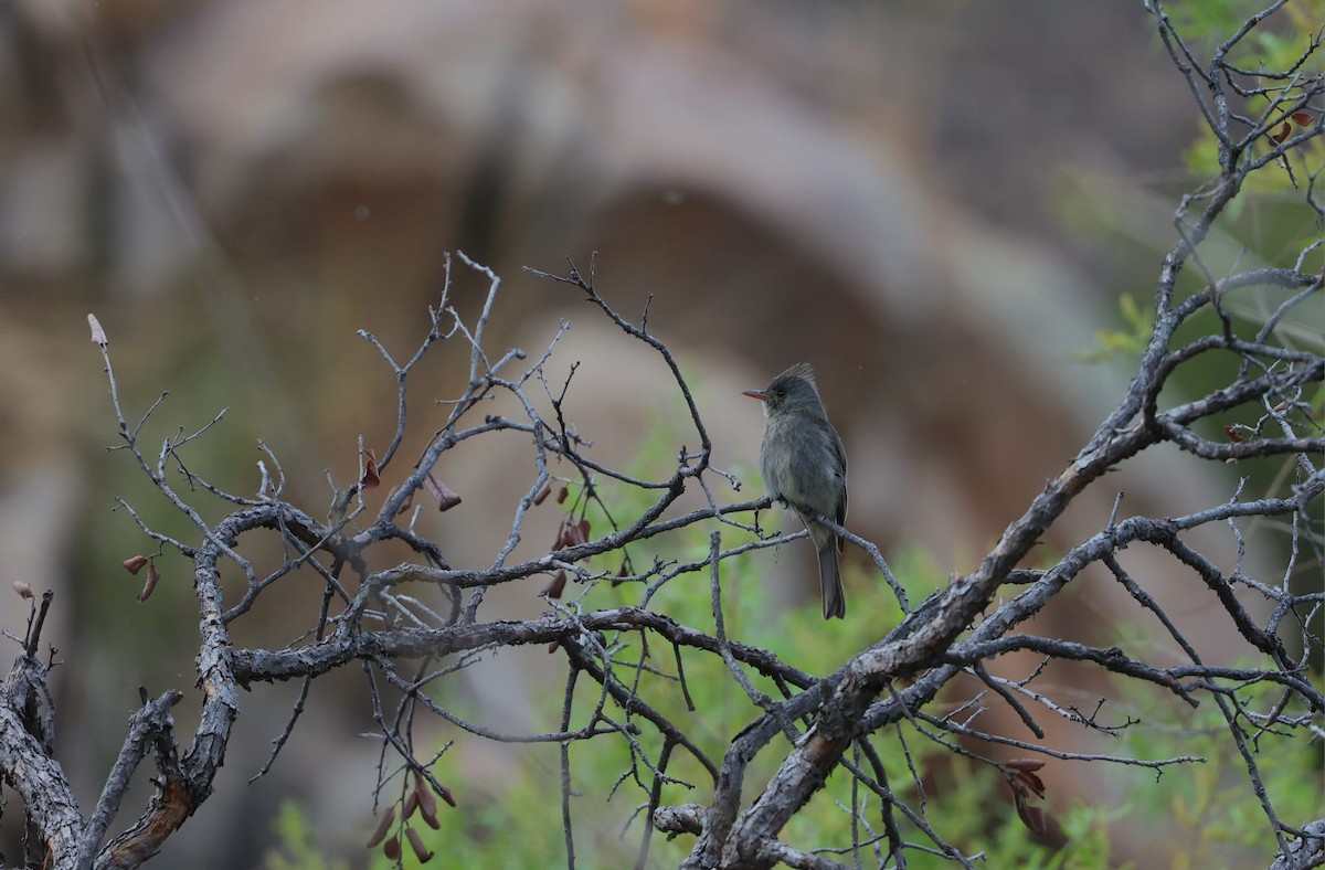 Greater Pewee - ML638622409