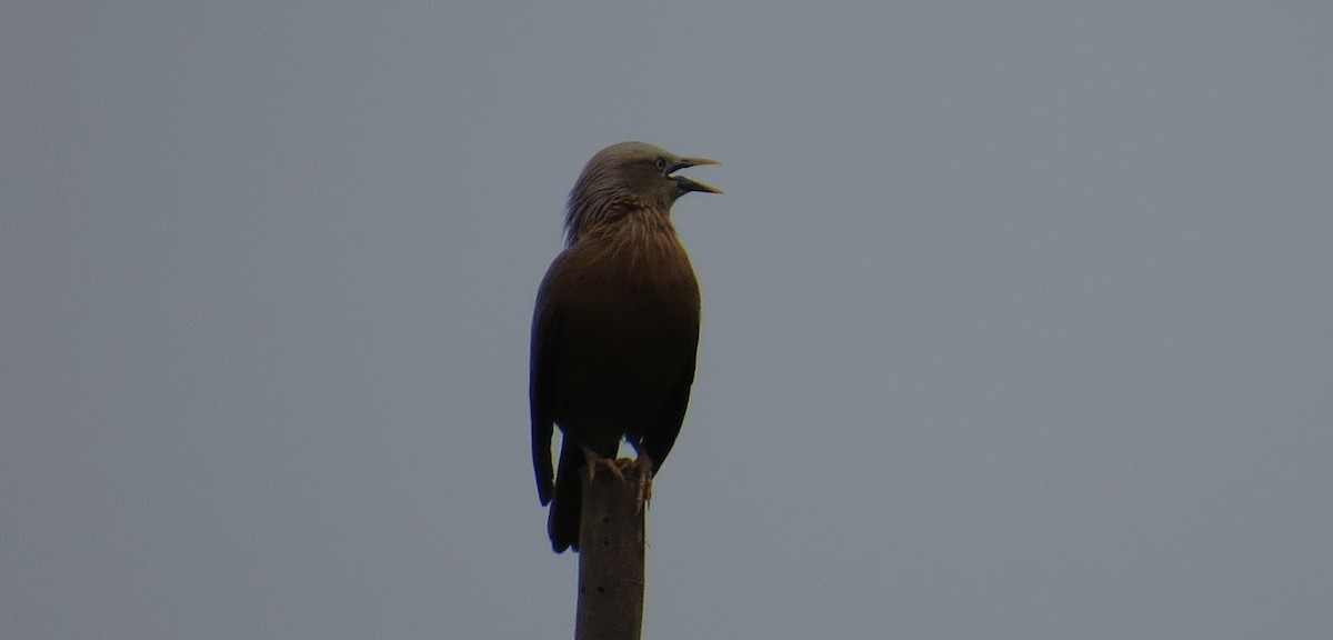 Chestnut-tailed Starling - ML638622410
