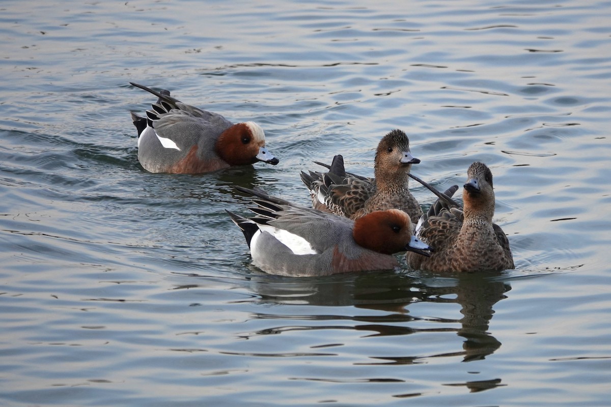 Eurasian Wigeon - ML638622412