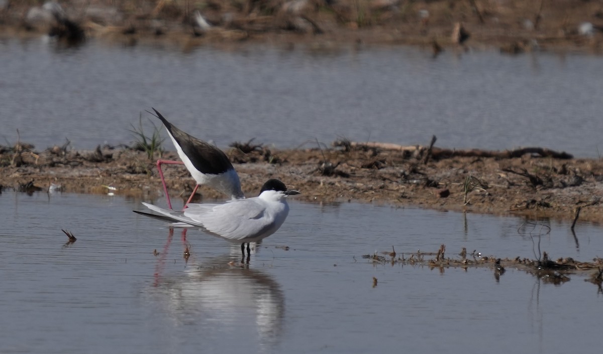 Gull-billed Tern - ML638622415