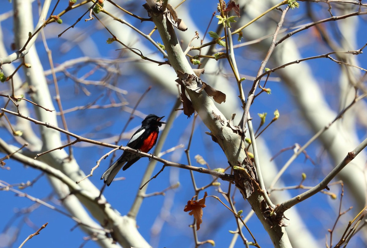 Painted Redstart - ML638622427
