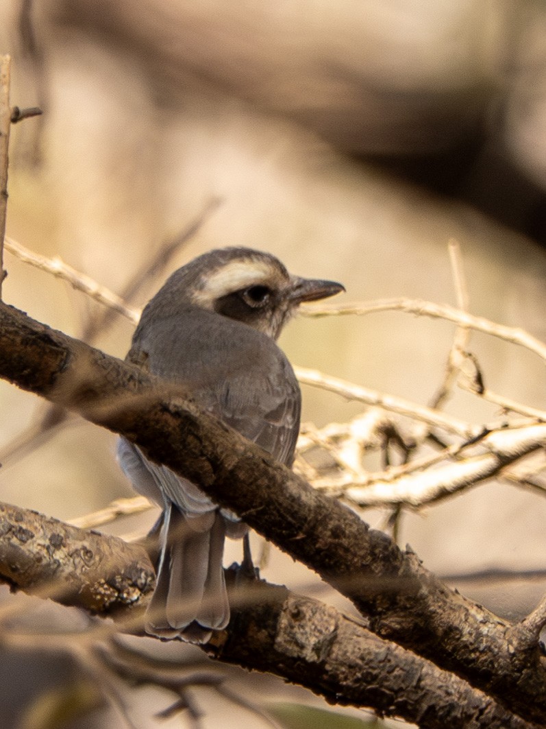 Common Woodshrike - ML638622458