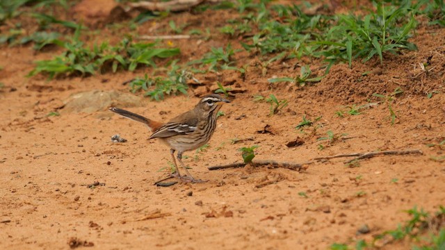 フタスジヤブコマドリ（leucophrys グループ） - ML638622460