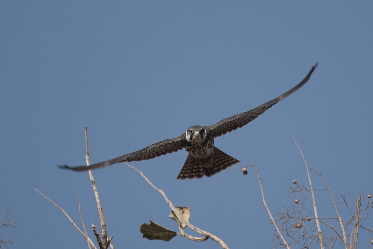 Eurasian Hobby - ML638622471
