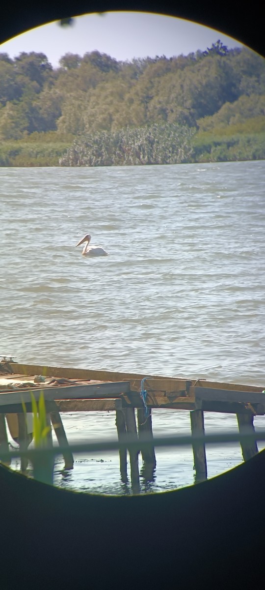 Great White Pelican - ML638622478