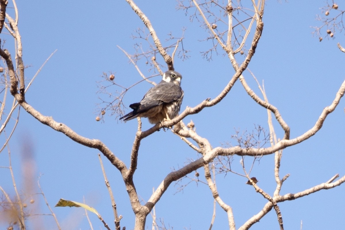 Eurasian Hobby - ML638622486