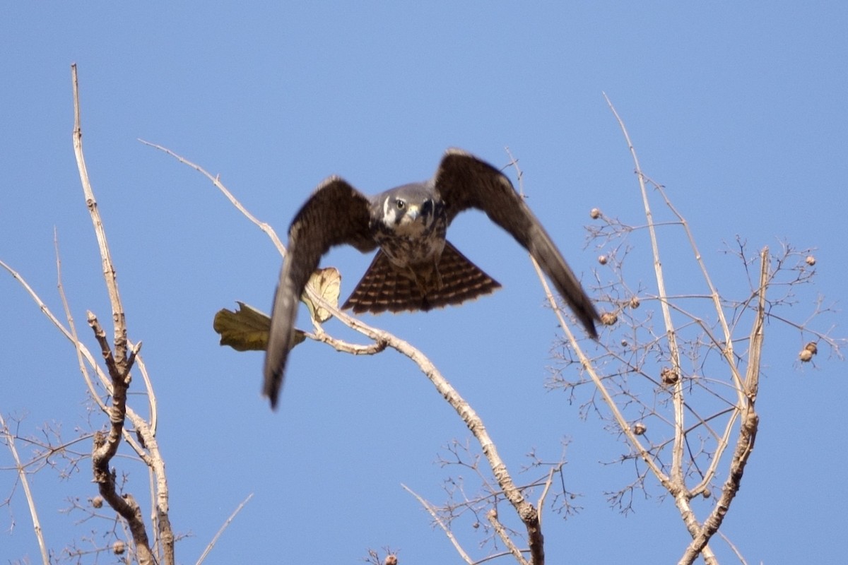 Eurasian Hobby - ML638622490