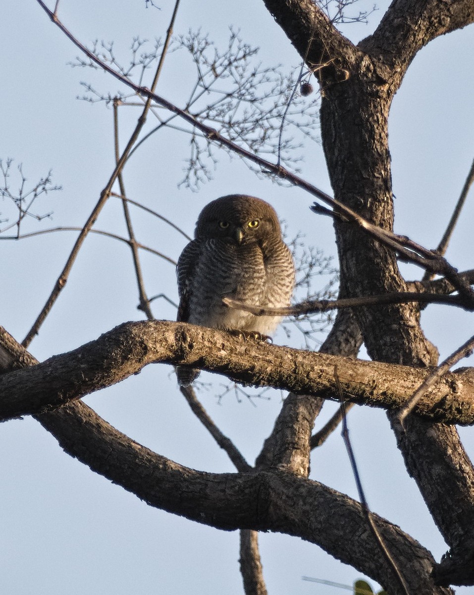 Jungle Owlet - ML638622492