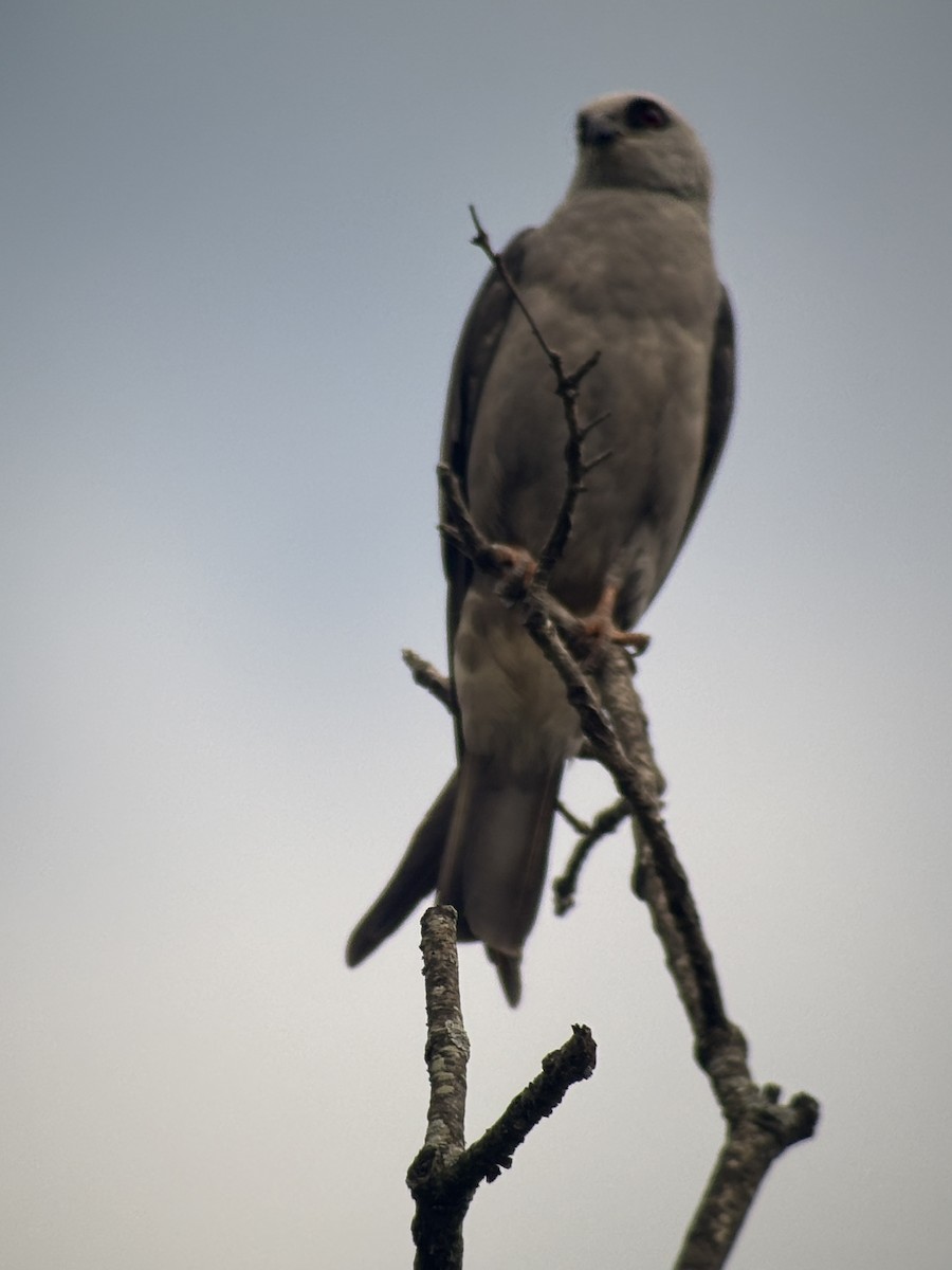 Mississippi Kite - ML638622493