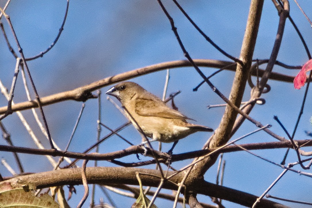 Indian Silverbill - ML638622502