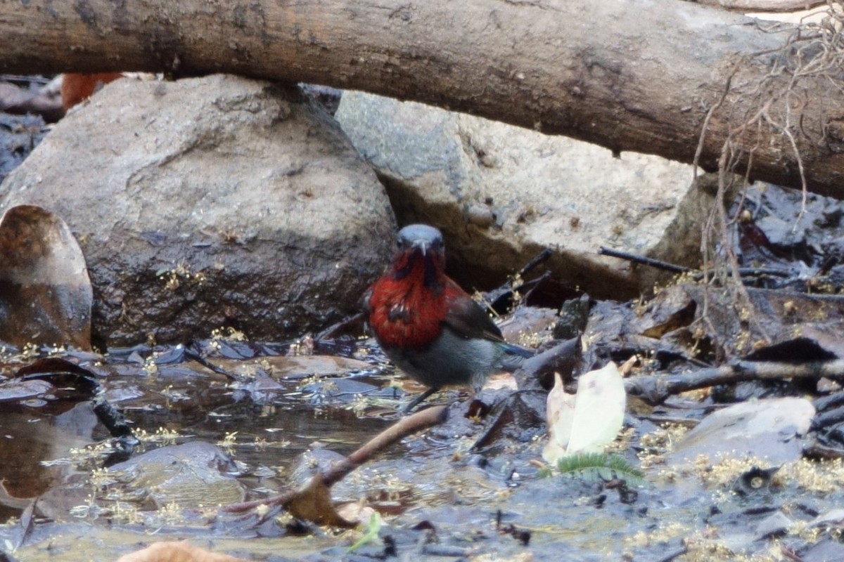 Vigors's Sunbird - ML638622514