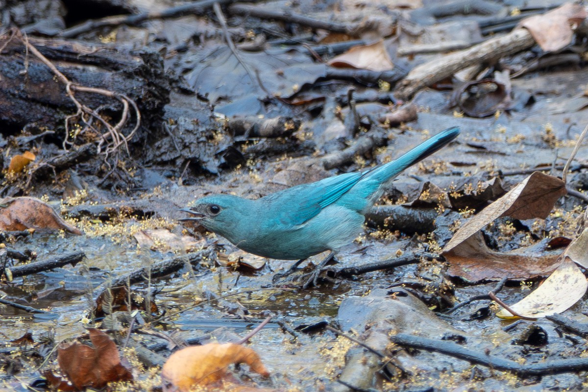 Verditer Flycatcher - ML638622519
