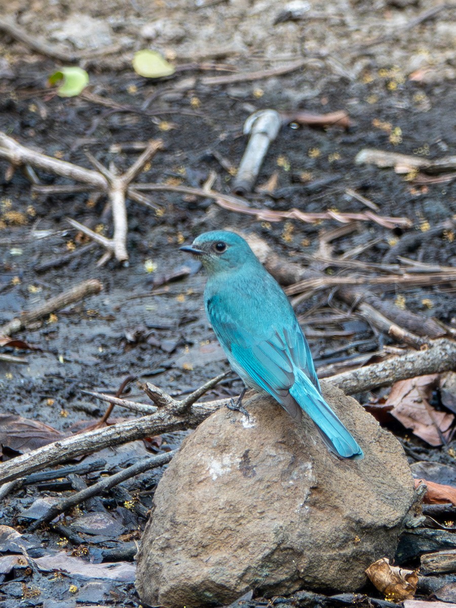 Verditer Flycatcher - ML638622520