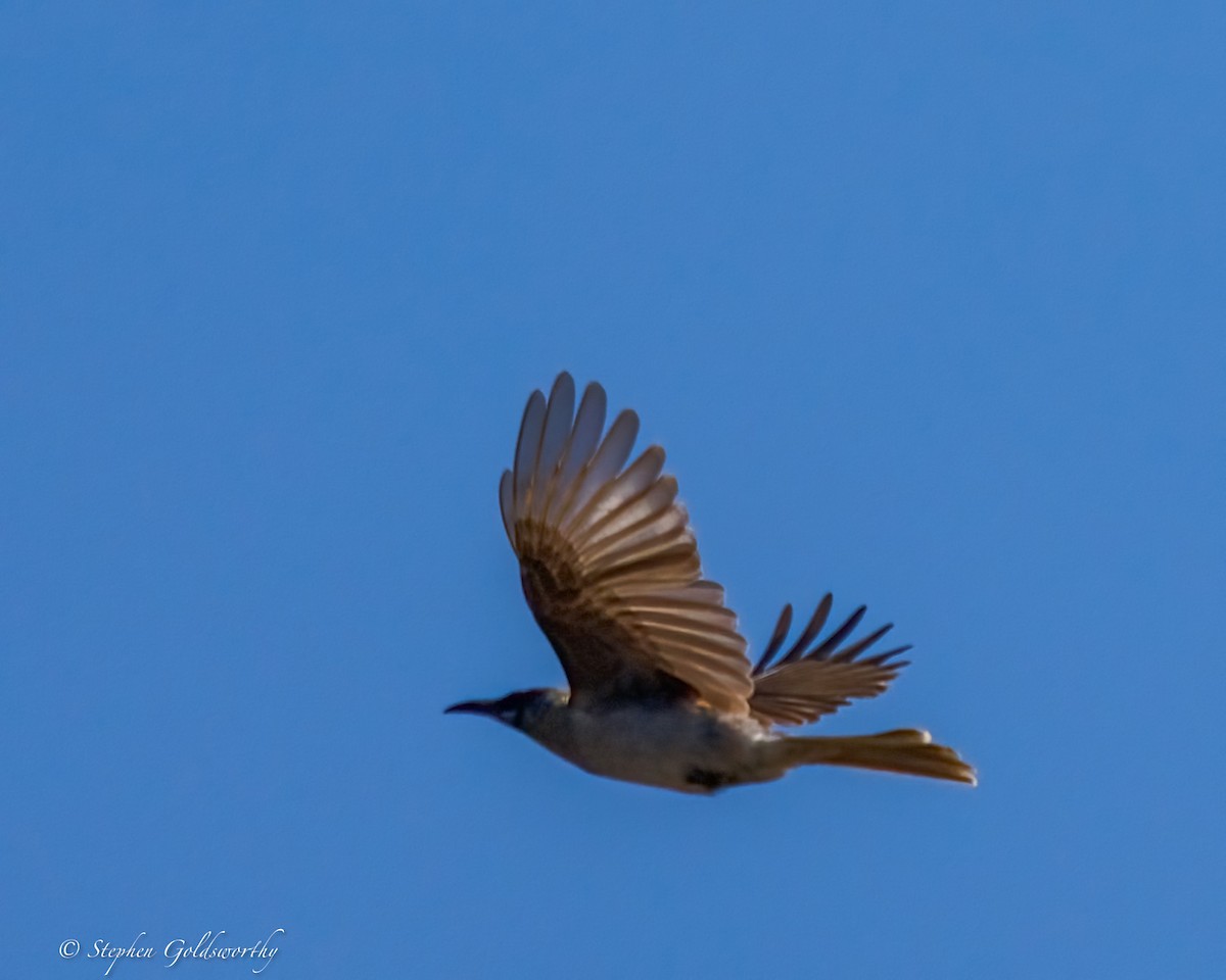 Little Friarbird - ML638622522