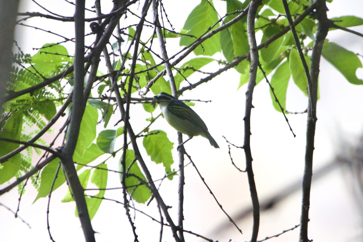 Yellow-rumped Tinkerbird - ML638622531