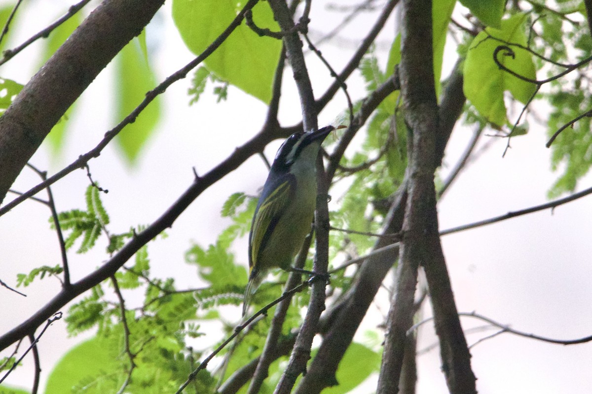 Yellow-rumped Tinkerbird - ML638622534