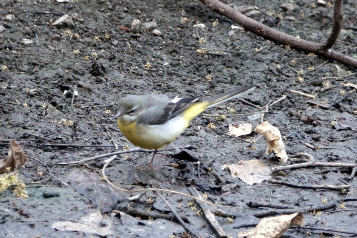 Gray Wagtail - ML638622555