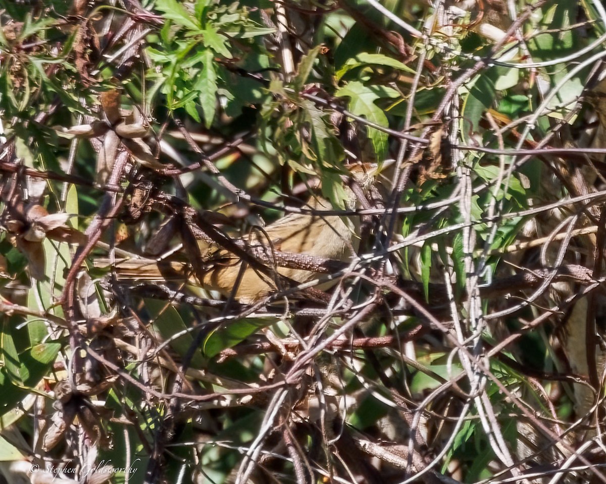 Tawny Grassbird - ML638622556