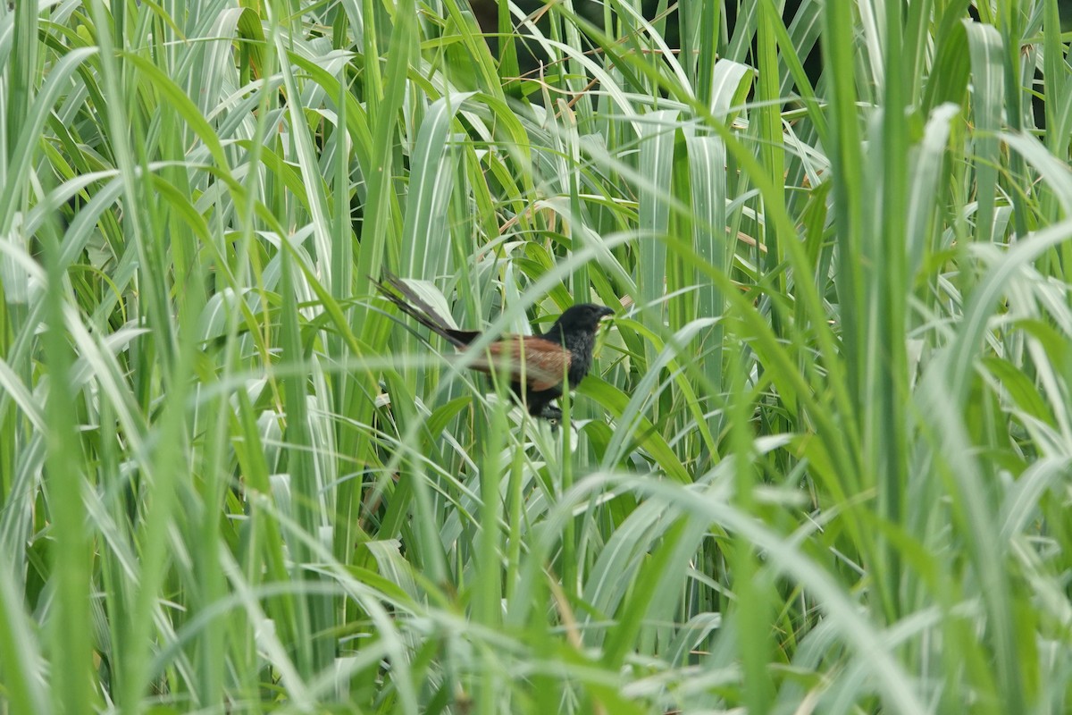 Bengalenkuckuck - ML638622559