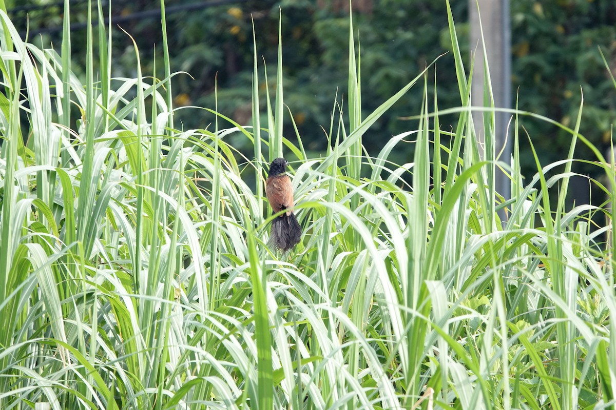 Bengalenkuckuck - ML638622560