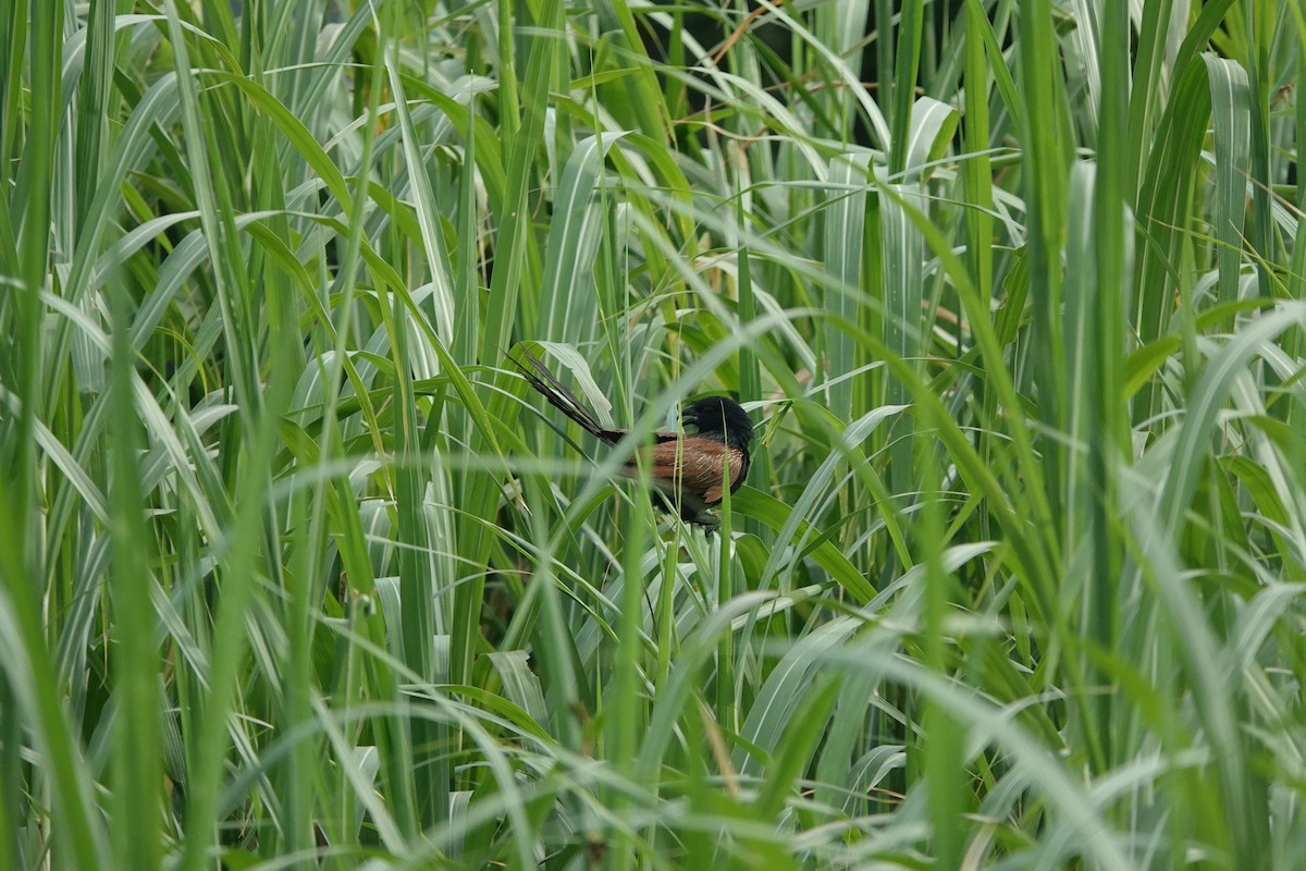 Bengalenkuckuck - ML638622561
