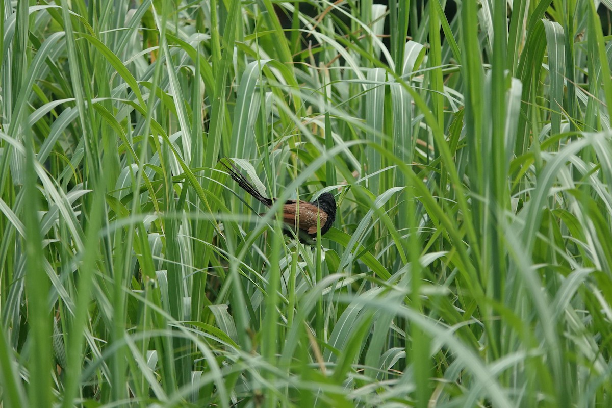 Bengalenkuckuck - ML638622562