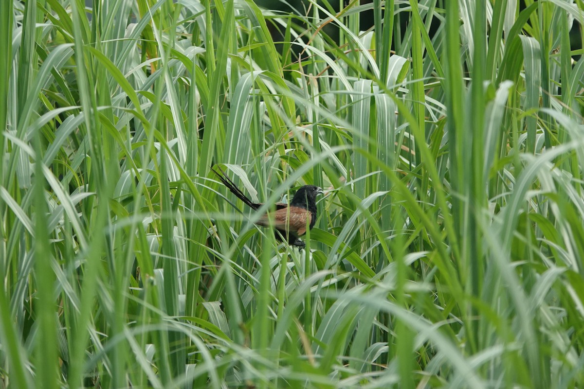 Bengalenkuckuck - ML638622563