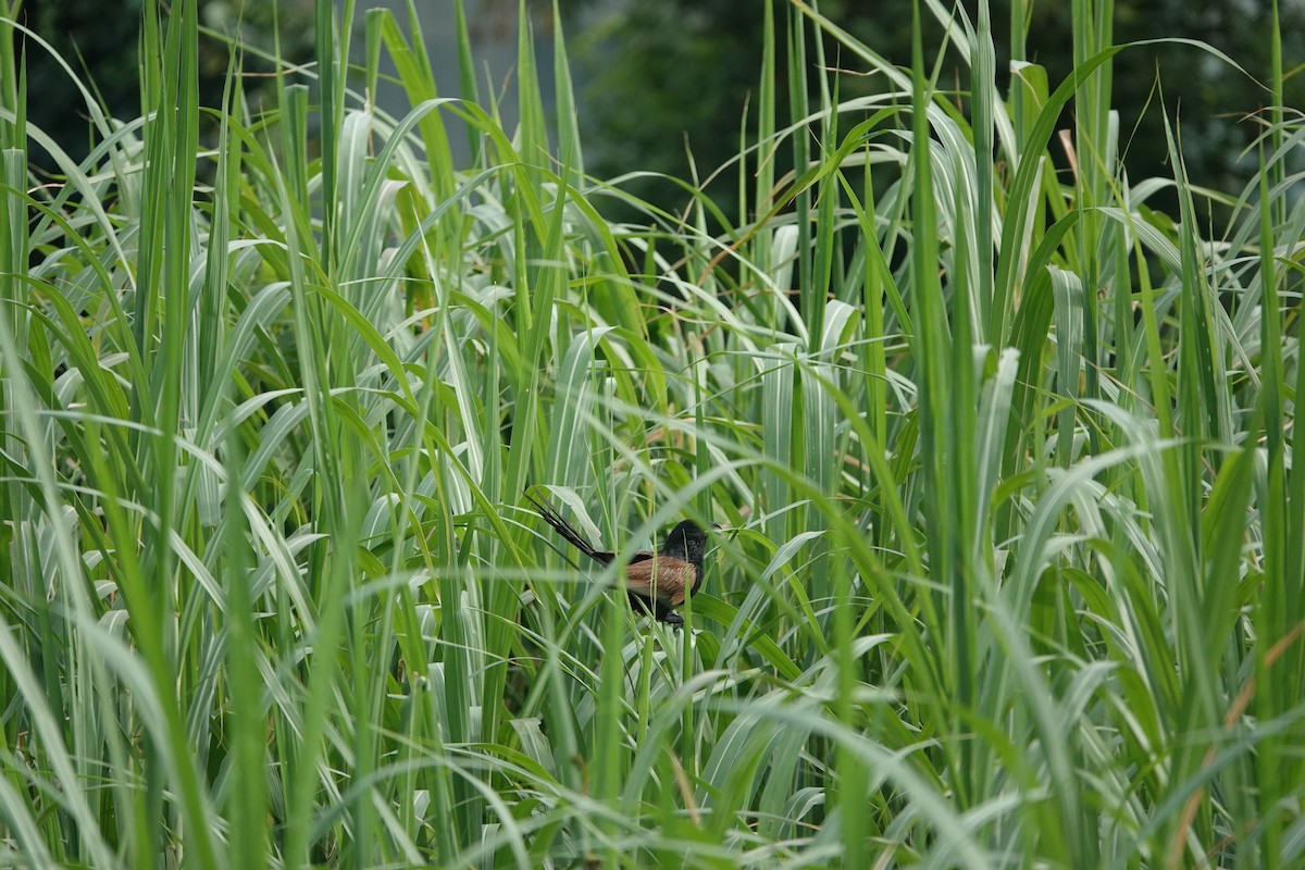 Bengalenkuckuck - ML638622565