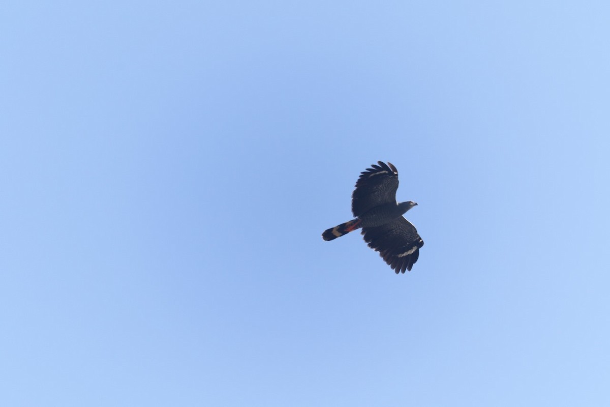 káně dlouhonohá (ssp. caerulescens) - ML638622618