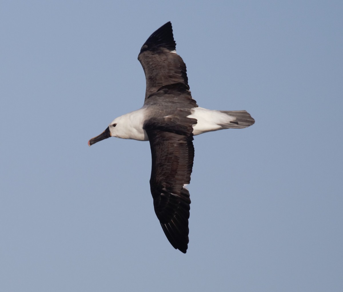 Indian Yellow-nosed Albatross - ML638622621