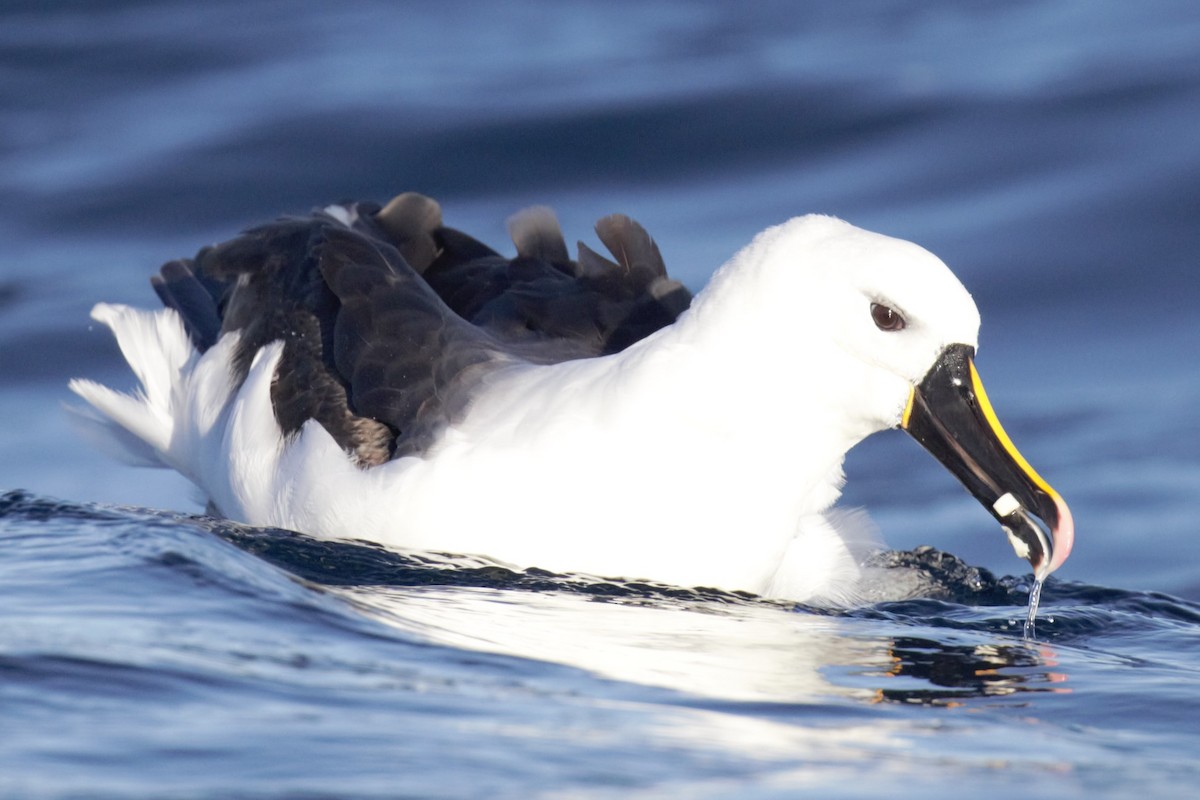 Indian Yellow-nosed Albatross - ML638622623