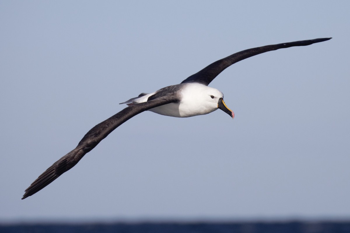 Indian Yellow-nosed Albatross - ML638622624