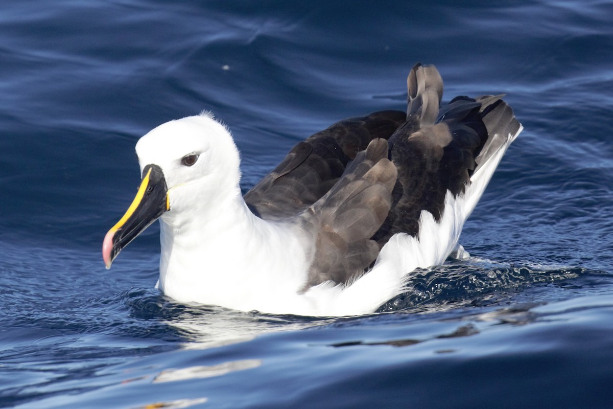 Indian Yellow-nosed Albatross - ML638622625