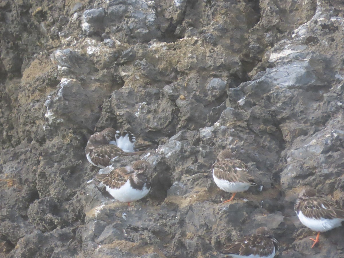 Алаг хайргач - ML638622641