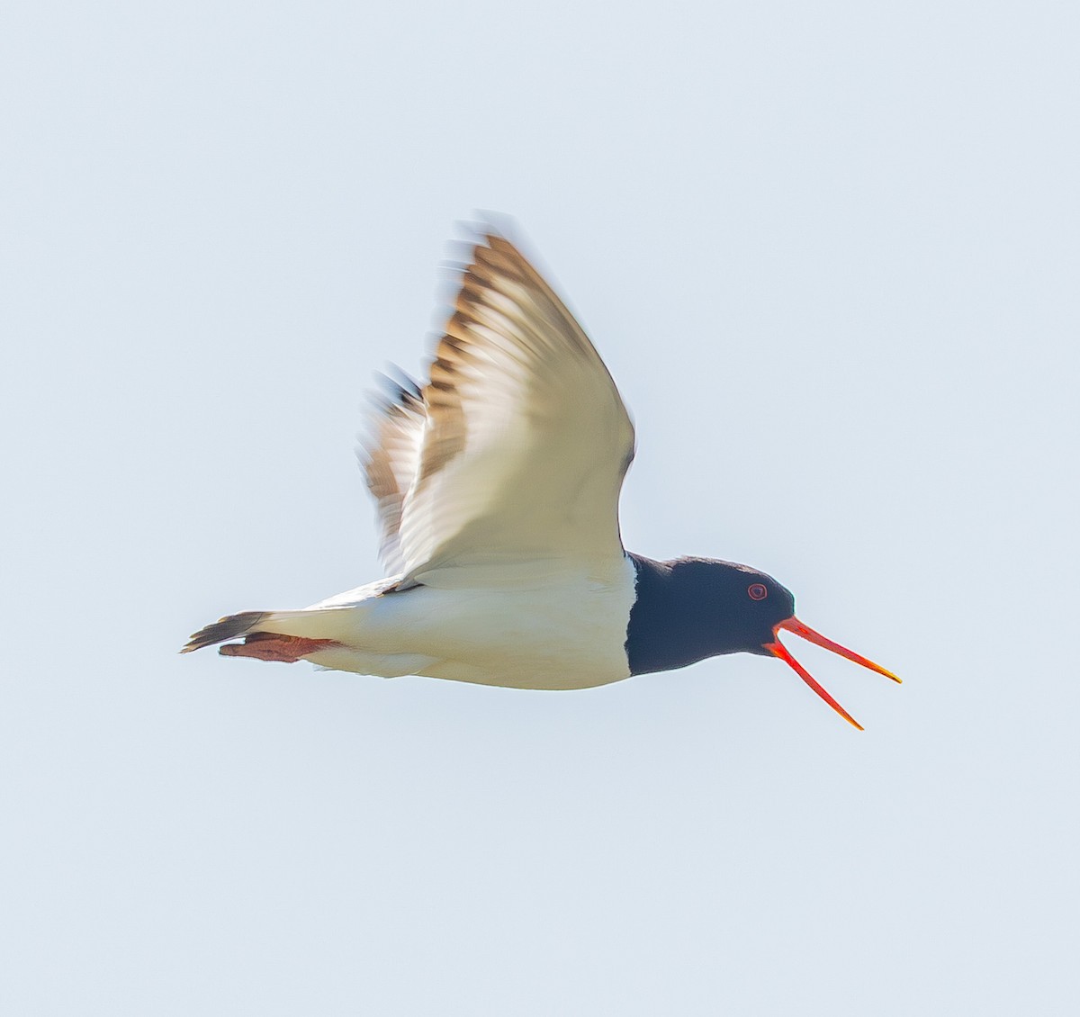 Eurasian Oystercatcher - ML638622664