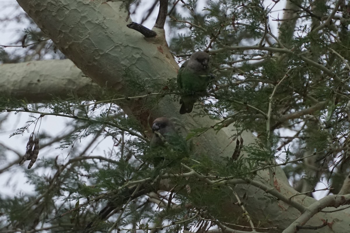 Brown-headed Parrot - ML638622689