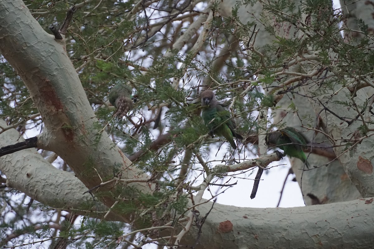 Brown-headed Parrot - ML638622694